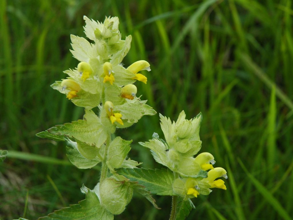 Rhinanthus cfr. minor (Orobanchaceae)